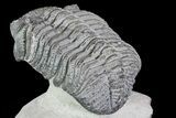Drotops Trilobite With White Patina - Great Eyes! #76405-4